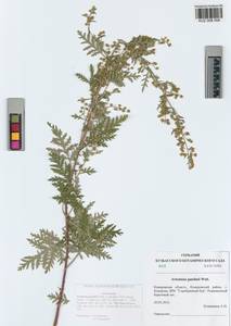 Artemisia gmelinii Weber ex Stechm., Siberia, Altai & Sayany Mountains (S2) (Russia)