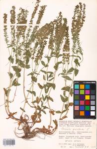 MHA 0 160 595, Veronica prostrata L., Eastern Europe, Lower Volga region (E9) (Russia)