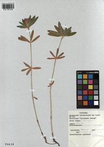 KUZ 000 845, Trifolium lupinaster L., Siberia, Altai & Sayany Mountains (S2) (Russia)
