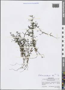 Galium spurium subsp. spurium, Eastern Europe, Lower Volga region (E9) (Russia)
