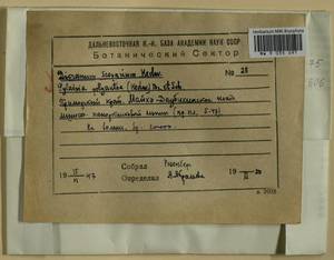 Dicranum scoparium Hedw., Bryophytes, Bryophytes - Russian Far East (excl. Chukotka & Kamchatka) (B20) (Russia)
