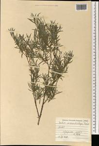 Salix microstachya Turcz. ex Trautv., Mongolia (MONG) (Mongolia)