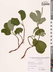 Salix reticulata L., Siberia, Chukotka & Kamchatka (S7) (Russia)