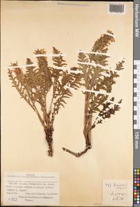 Pedicularis olgae Regel, Middle Asia, Pamir & Pamiro-Alai (M2) (Tajikistan)