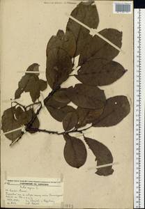 Salix caprea L., Siberia, Russian Far East (S6) (Russia)