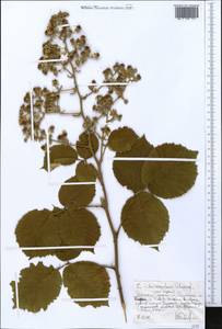 Rubus steudneri Schweinf., Africa (AFR) (Ethiopia)