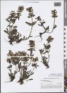 Pedicularis verticillata L., Siberia, Altai & Sayany Mountains (S2) (Russia)