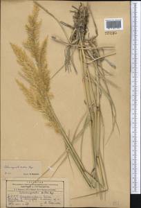 Calamagrostis pseudophragmites (Haller f.) Koeler, Middle Asia, Kopet Dag, Badkhyz, Small & Great Balkhan (M1) (Turkmenistan)