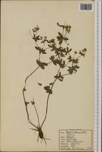 Potentilla erecta (L.) Raeusch., Eastern Europe, North-Western region (E2) (Russia)