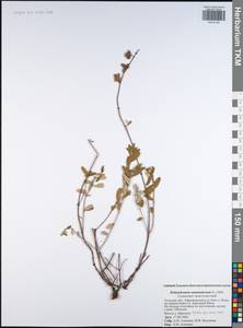 Helianthemum nummularium (L.) Mill., Eastern Europe, Central region (E4) (Russia)