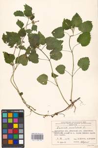 Lamium maculatum (L.) L., Eastern Europe, Moscow region (E4a) (Russia)