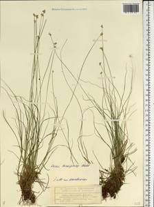 Carex tenuiflora Wahlenb., Eastern Europe, Volga-Kama region (E7) (Russia)