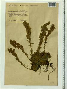 Artemisia lagopus Fisch. ex Besser, Siberia, Chukotka & Kamchatka (S7) (Russia)