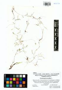 Potamogeton pusillus L., Siberia, Baikal & Transbaikal region (S4) (Russia)