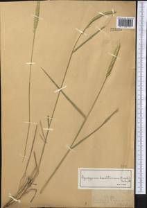 Agropyron fragile (Roth) P.Candargy, Middle Asia, Northern & Central Tian Shan (M4) (Kazakhstan)