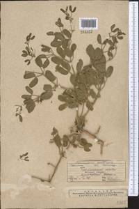 Zygophyllum fabago L., Middle Asia, Western Tian Shan & Karatau (M3) (Kazakhstan)