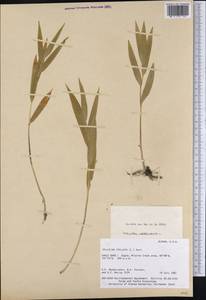 Maianthemum stellatum (L.) Link, America (AMER) (United States)