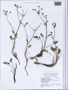 Aulacospermum simplex Rupr., Middle Asia, Western Tian Shan & Karatau (M3) (Kyrgyzstan)