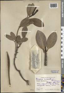 Rhizophora mucronata Lam., South Asia, South Asia (Asia outside ex-Soviet states and Mongolia) (ASIA) (China)