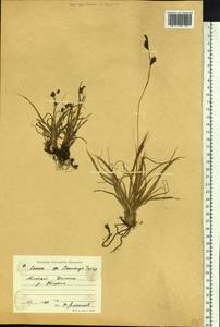 Carex stenocarpa Turcz. ex V.I.Krecz., Siberia, Altai & Sayany Mountains (S2) (Russia)