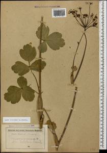 Laser trilobum (L.) Borkh., Caucasus, Abkhazia (K4a) (Abkhazia)