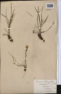 Takhtajaniantha austriaca (Willd.) Zaika, Sukhor. & N. Kilian, Middle Asia, Northern & Central Kazakhstan (M10) (Kazakhstan)