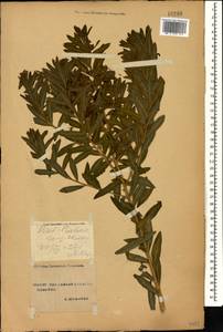 Euphorbia tommasiniana Bertol., Caucasus, Stavropol Krai, Karachay-Cherkessia & Kabardino-Balkaria (K1b) (Russia)