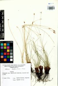 Carex macroprophylla (Y.C.Yang) S.R.Zhang, Siberia, Baikal & Transbaikal region (S4) (Russia)