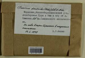 Climacium dendroides (Hedw.) F. Weber & D. Mohr, Bryophytes, Bryophytes - Middle Volga (B9) (Russia)