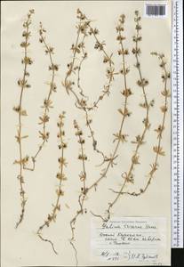 Galium tricornutum Dandy, Middle Asia, Syr-Darian deserts & Kyzylkum (M7) (Kazakhstan)