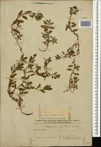 Polygonum cognatum subsp. cognatum, Caucasus, Azerbaijan (K6) (Azerbaijan)