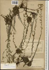 Lappula barbata (M.Bieb.) Menyh., Caucasus, Azerbaijan (K6) (Azerbaijan)