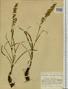 Veratrum anticleoides (Trautv. & C.A.Mey.) Takeda & Miyake, Siberia, Russian Far East (S6) (Russia)