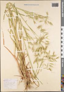 Avena sterilis subsp. ludoviciana (Durieu) Gillet & Magne, Caucasus, Krasnodar Krai & Adygea (K1a) (Russia)