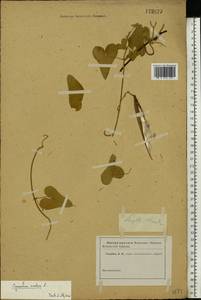 Cynanchum acutum L., Eastern Europe, Lower Volga region (E9) (Russia)