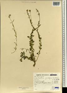 Aethionema grandiflorum Boiss. & Hohen., South Asia, South Asia (Asia outside ex-Soviet states and Mongolia) (ASIA) (Iran)