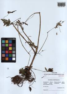 KUZ 000 096, Geranium robertianum L., Siberia, Altai & Sayany Mountains (S2) (Russia)