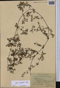 Galium humifusum M.Bieb., Eastern Europe, Moscow region (E4a) (Russia)