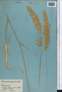 Calamagrostis epigejos (L.) Roth, Middle Asia, Pamir & Pamiro-Alai (M2) (Tajikistan)
