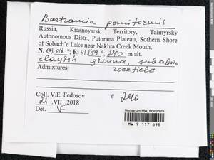 Bartramia pomiformis Hedw., Bryophytes, Bryophytes - Krasnoyarsk Krai, Tyva & Khakassia (B17) (Russia)