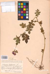 MHA 0 158 774, Solanum tuberosum L., Eastern Europe, Central region (E4) (Russia)