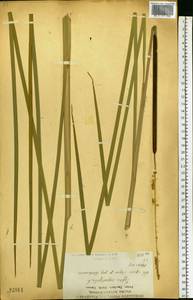 Typha angustifolia L., Eastern Europe, Central forest-and-steppe region (E6) (Russia)