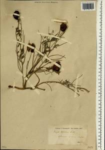 Prosopis farcta (Banks & Sol.)J.F.Macbr., South Asia, South Asia (Asia outside ex-Soviet states and Mongolia) (ASIA) (Turkey)