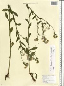 Erigeron annuus (L.) Pers., Eastern Europe, North-Western region (E2) (Russia)