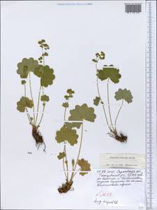 Alchemilla nemoralis Alechin, Eastern Europe, Lower Volga region (E9) (Russia)