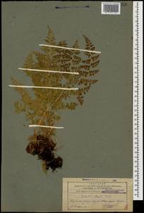 Cystopteris fragilis (L.) Bernh., Caucasus, Armenia (K5) (Armenia)