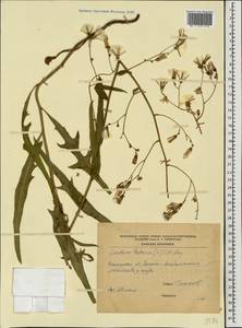 Lactuca tatarica (L.) C. A. Mey., Eastern Europe, South Ukrainian region (E12) (Ukraine)