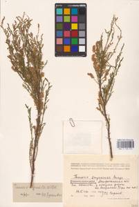 Tamarix gracilis Willd., Eastern Europe, Lower Volga region (E9) (Russia)