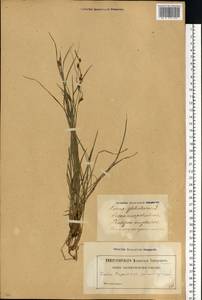 Carex globularis L., Eastern Europe, Latvia (E2b) (Latvia)