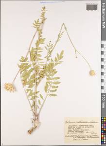 Rhaponticoides ruthenica (Lam.) M. V. Agab. & Greuter, Middle Asia, Caspian Ustyurt & Northern Aralia (M8) (Kazakhstan)